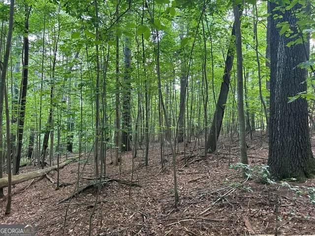 a view of lush green forest