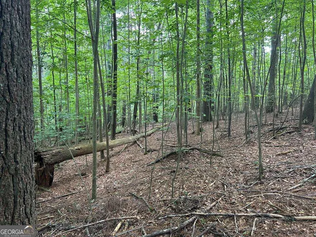 a view of a forest with lots of trees