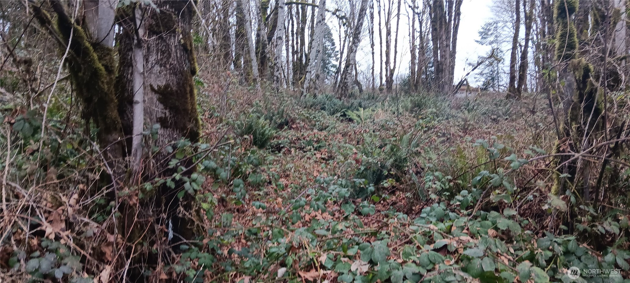 a close up of a plant in a garden