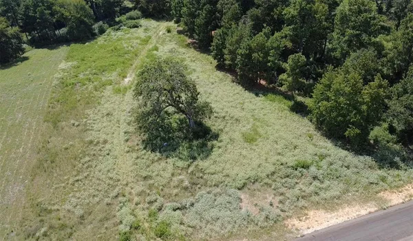 a view of a yard with plants and a trees
