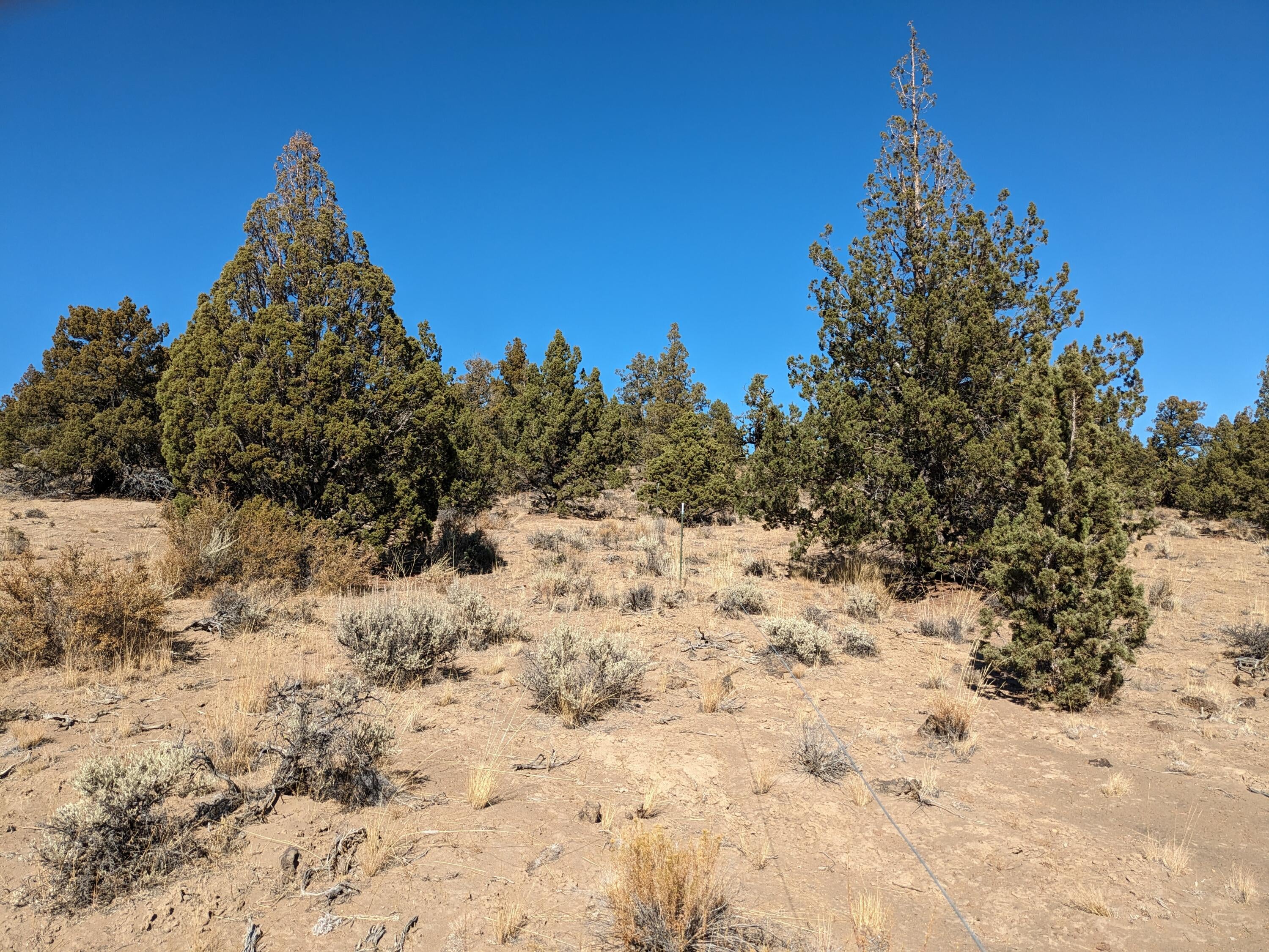 Goldenview Ranch Bend, Unit 200 Bend, OR 97701 - Photo 17 of 20 view of trees - upper bench