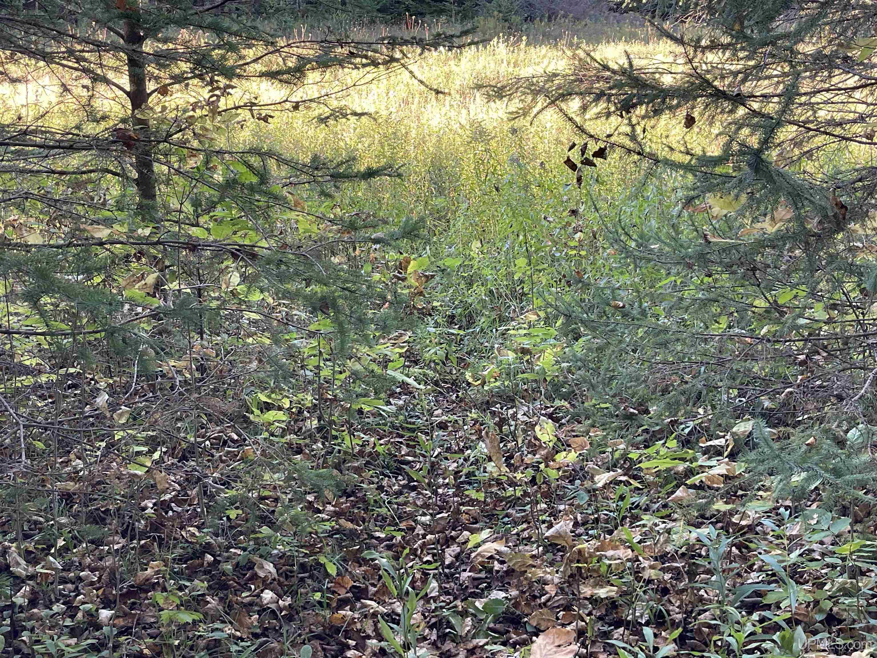 40-acres County Pit Road, Unit PARCEL #2 Manistique, MI 49854 - Photo 35 of 51 Gallery Image 35