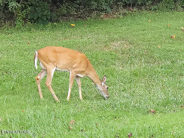 $29,800 | 148 White Hawk Drive, Vonore, TN 37885