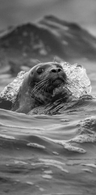 111 Rockweed Road West Bath, ME 04530 - Photo 63 of 69 Seals regularly visit