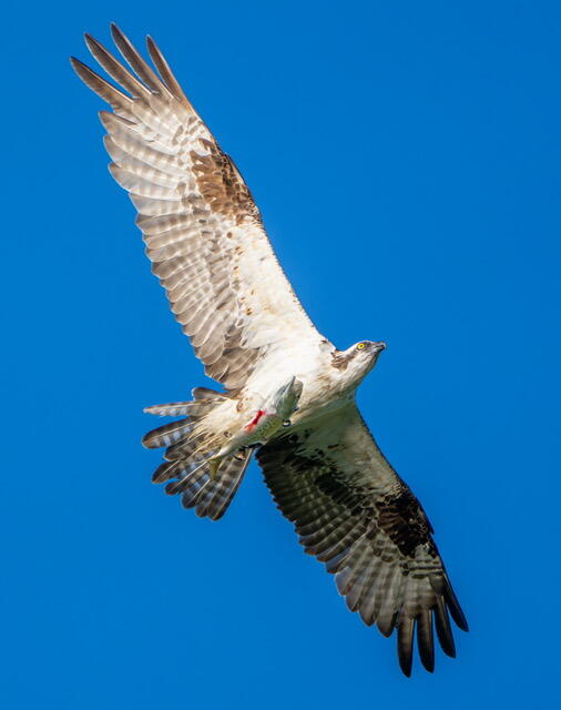 111 Rockweed Road West Bath, ME 04530 - Photo 70 of 73 7.4.2025 - Osprey