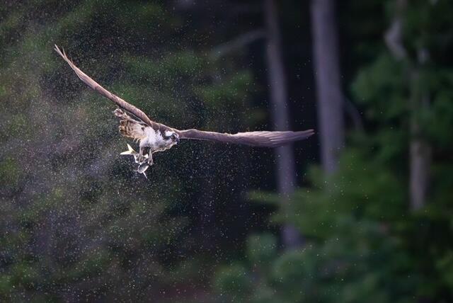 111 Rockweed Road West Bath, ME 04530 - Photo 72 of 73 Osprey