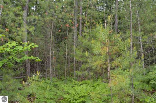 D Twin Bridge Road Grayling, MI 49738 - Photo 6 of 14 Gallery Image 6
