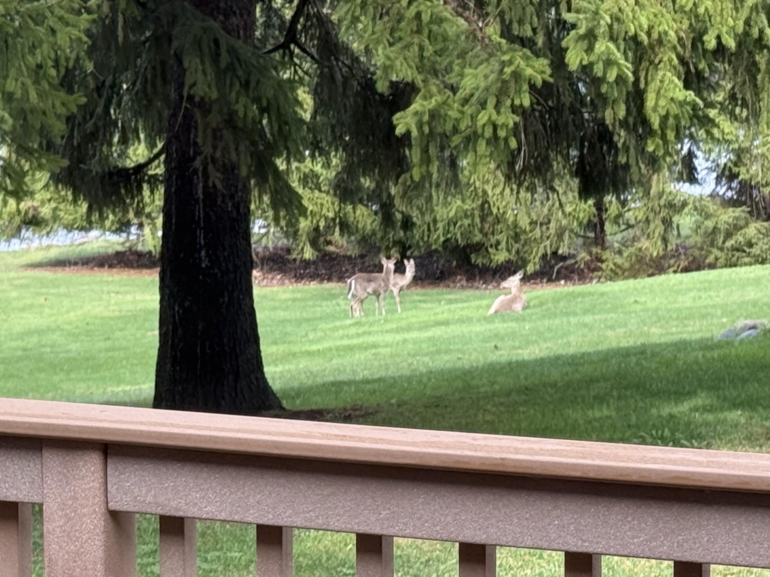 6150 Willow Road West Bloomfield, MI 48324 - Photo 44 of 52 Deer Pic 2