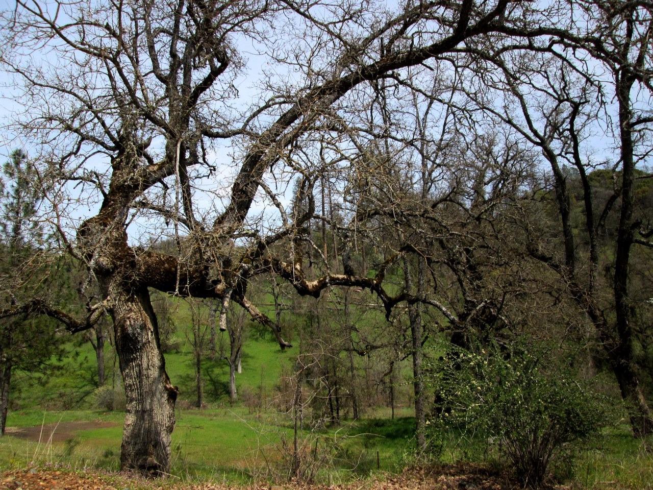 0 Lazy L Summit Road Coarsegold, CA 93614 - Photo 6 of 9 Gallery Image 6