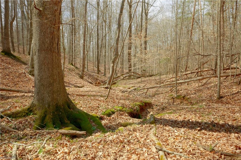 1019-11 George Road Westfield, NC 27053 - Photo 8 of 18