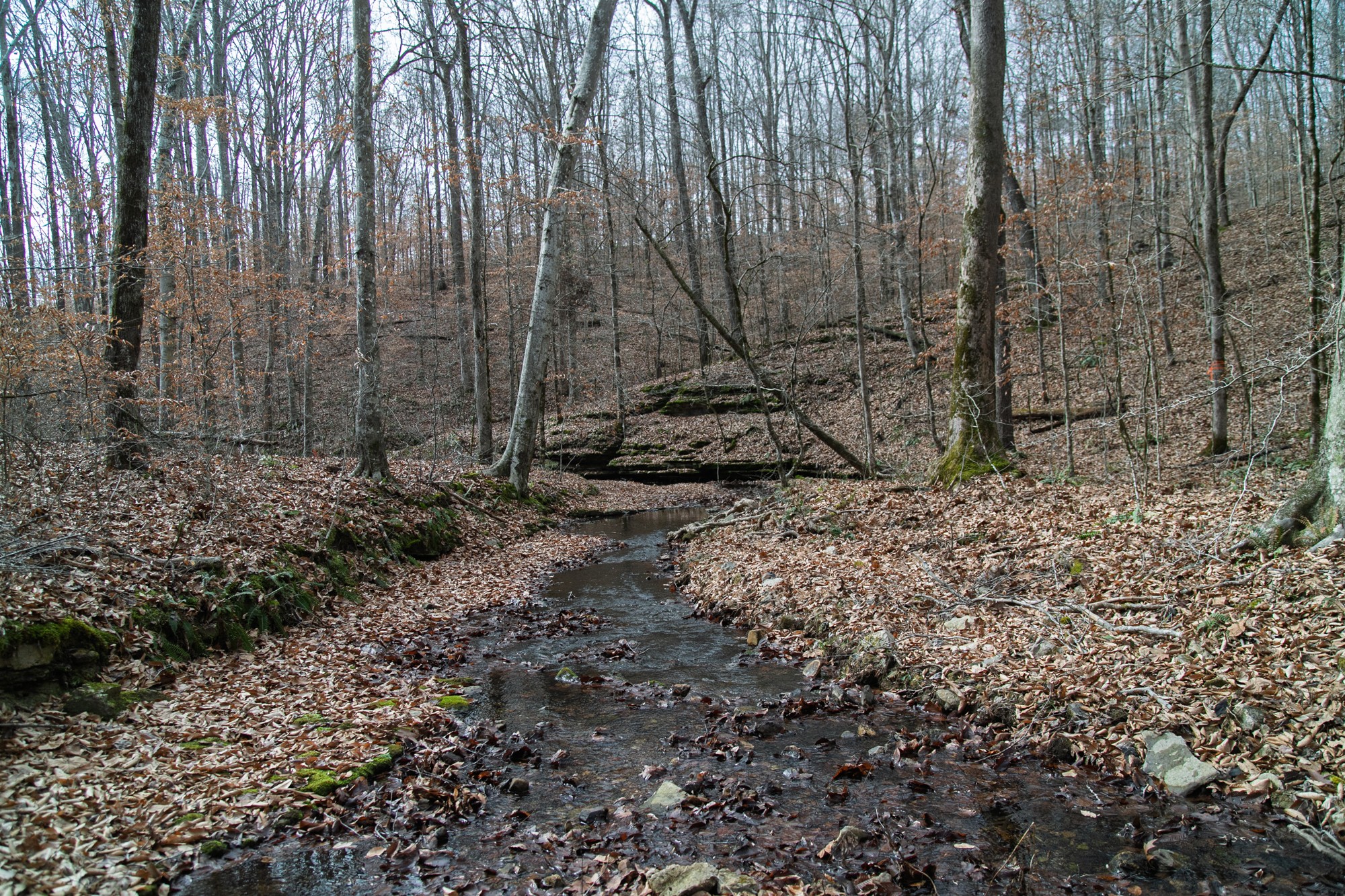 10001 Davis Branch Road Bon Aqua, TN 37025 - Photo 14 of 38