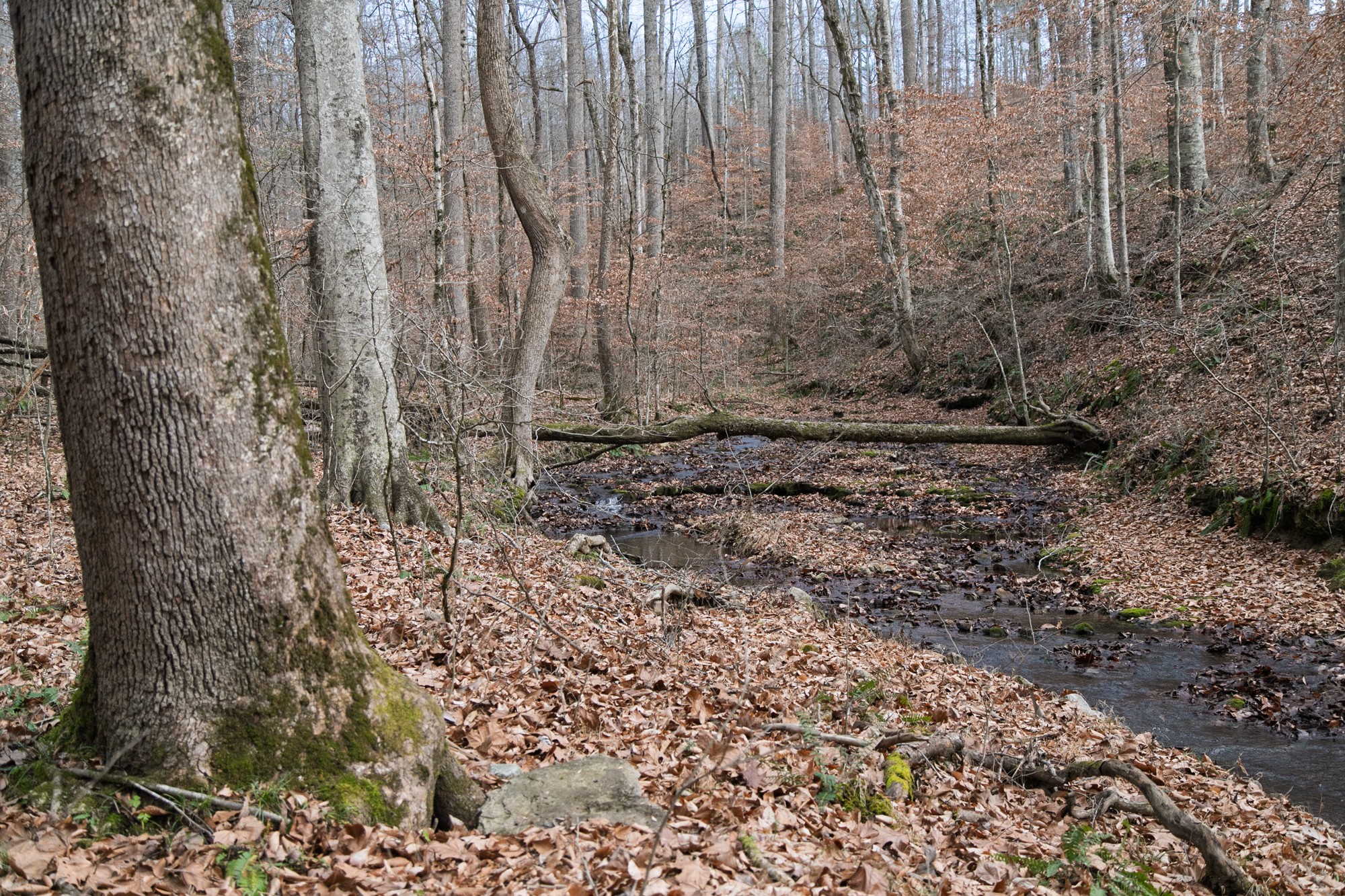 10001 Davis Branch Road Bon Aqua, TN 37025 - Photo 15 of 38 a view of a backyard with trees