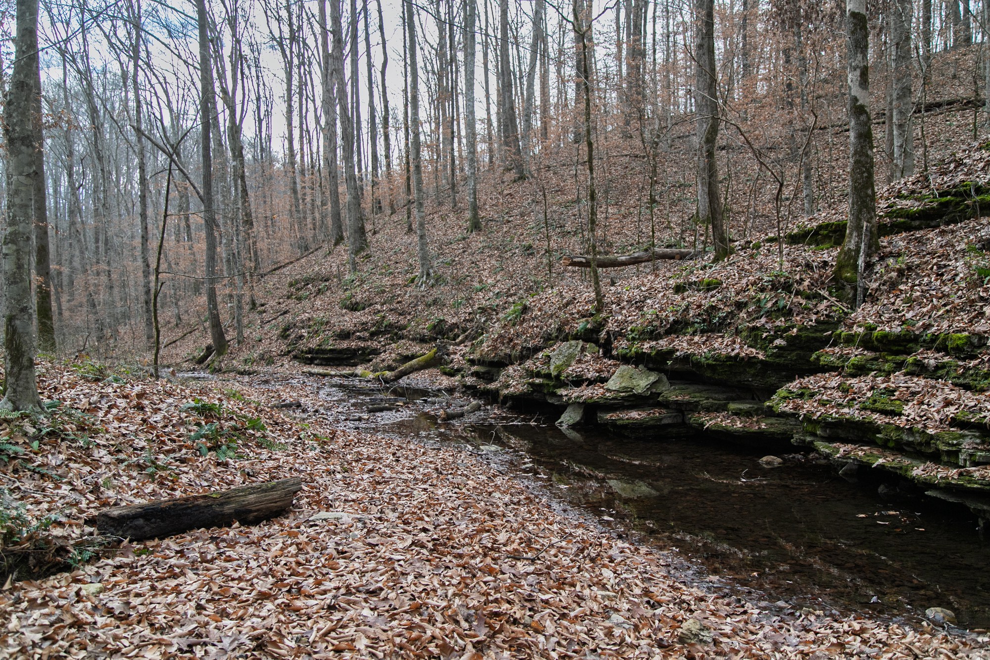 10001 Davis Branch Road Bon Aqua, TN 37025 - Photo 16 of 38 a view of a garden with a bench