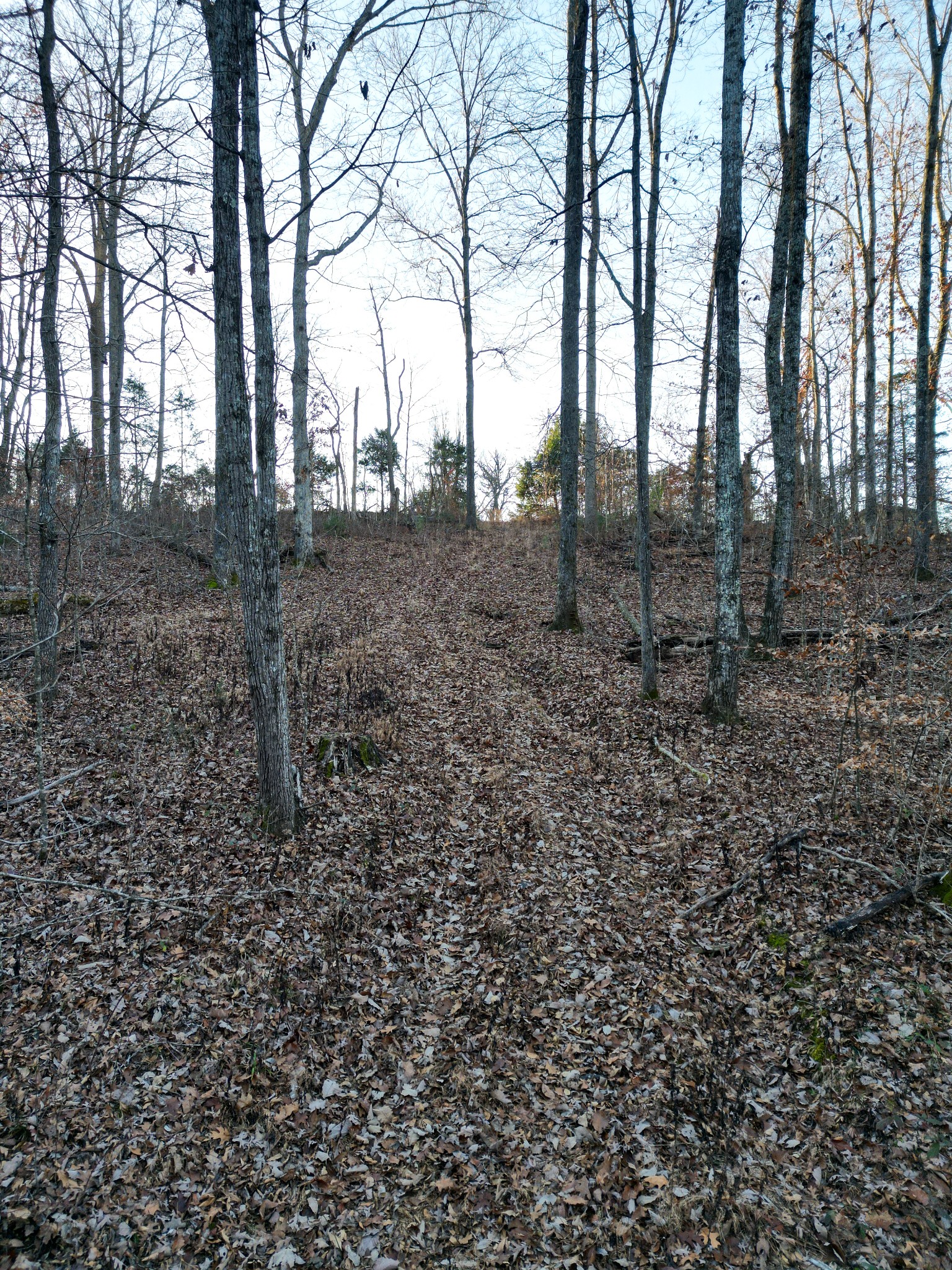 10001 Davis Branch Road Bon Aqua, TN 37025 - Photo 20 of 38 a view of a forest with trees