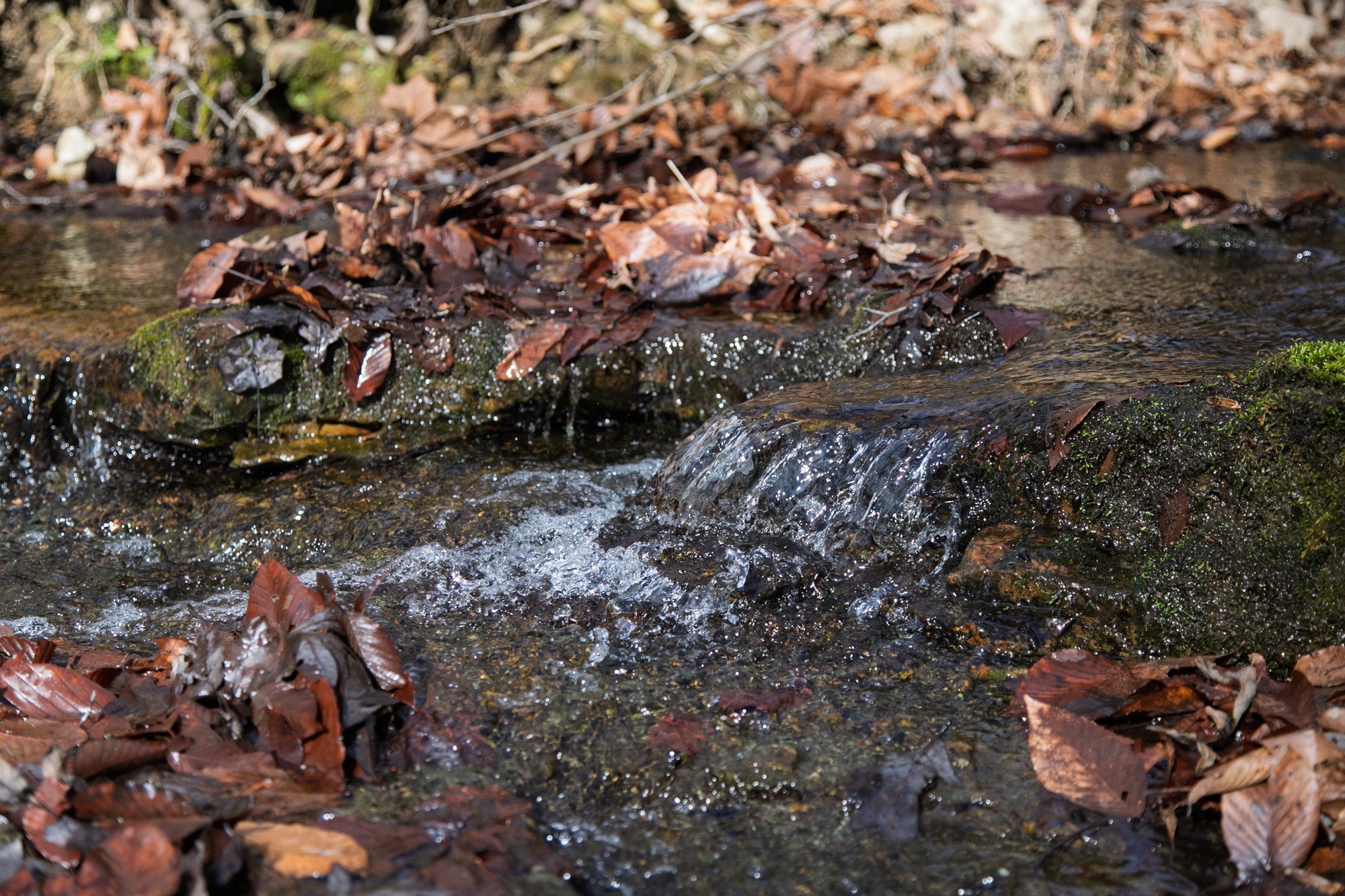 10001 Davis Branch Road Bon Aqua, TN 37025 - Photo 2 of 38 a view of a forest