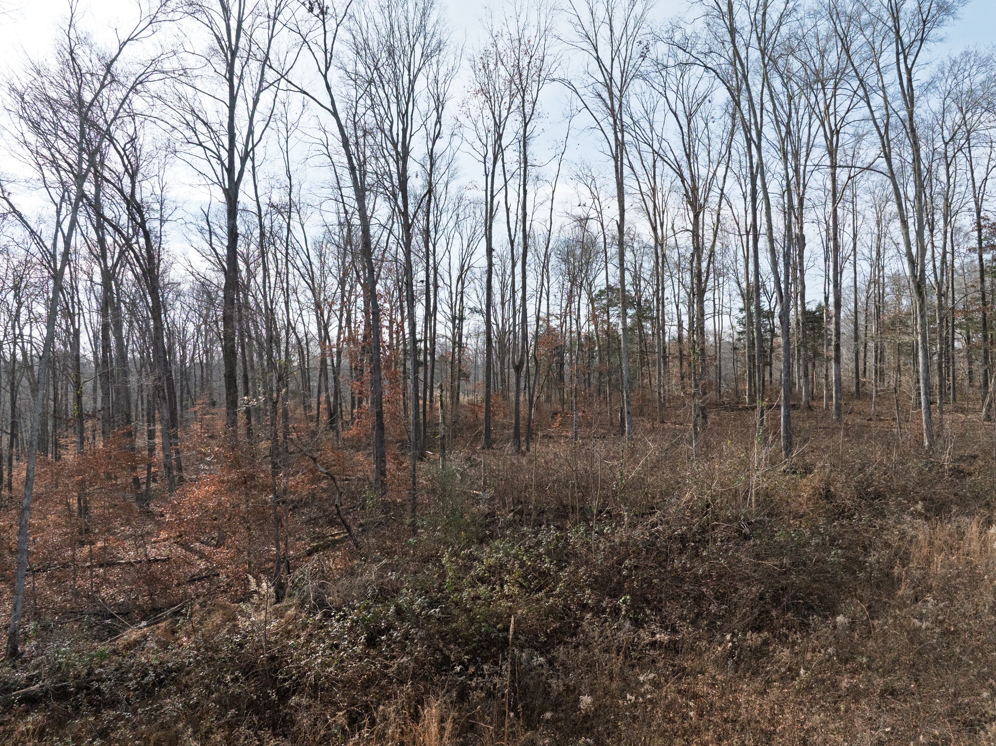 10001 Davis Branch Road Bon Aqua, TN 37025 - Photo 21 of 38 a view of room with trees in the background
