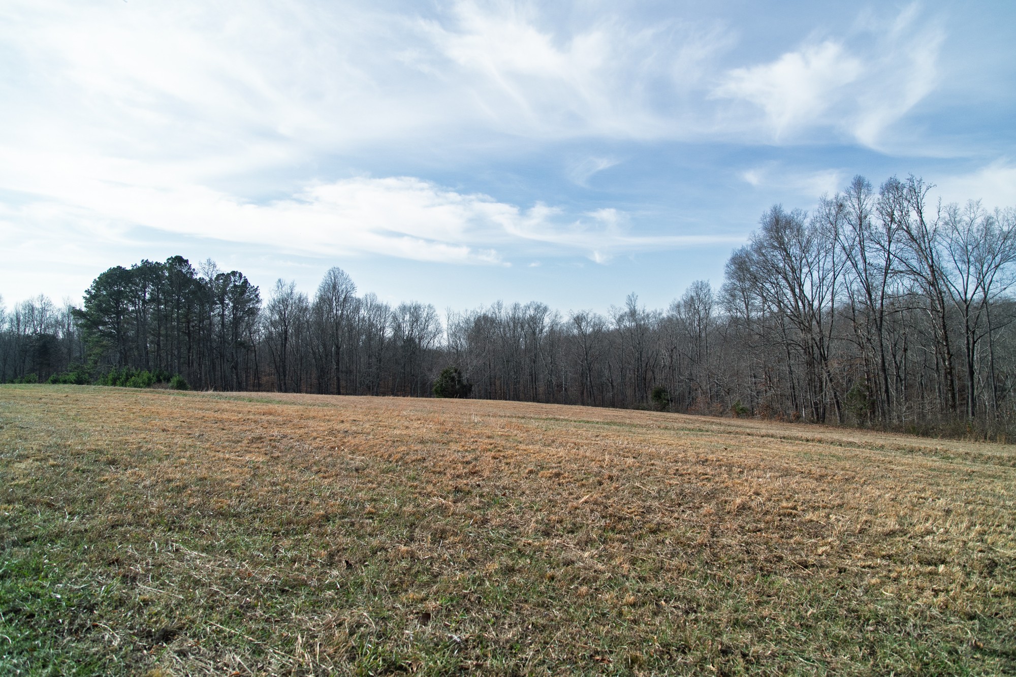 10001 Davis Branch Road Bon Aqua, TN 37025 - Photo 23 of 38 a street view with large trees