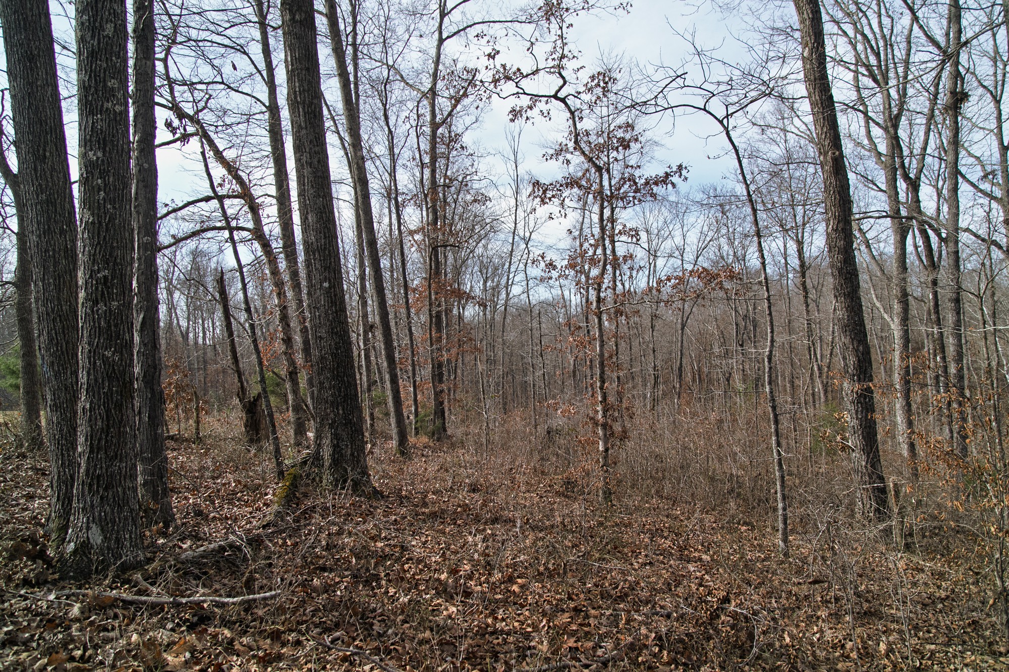 10001 Davis Branch Road Bon Aqua, TN 37025 - Photo 26 of 38 a backyard of a house with lots of green space