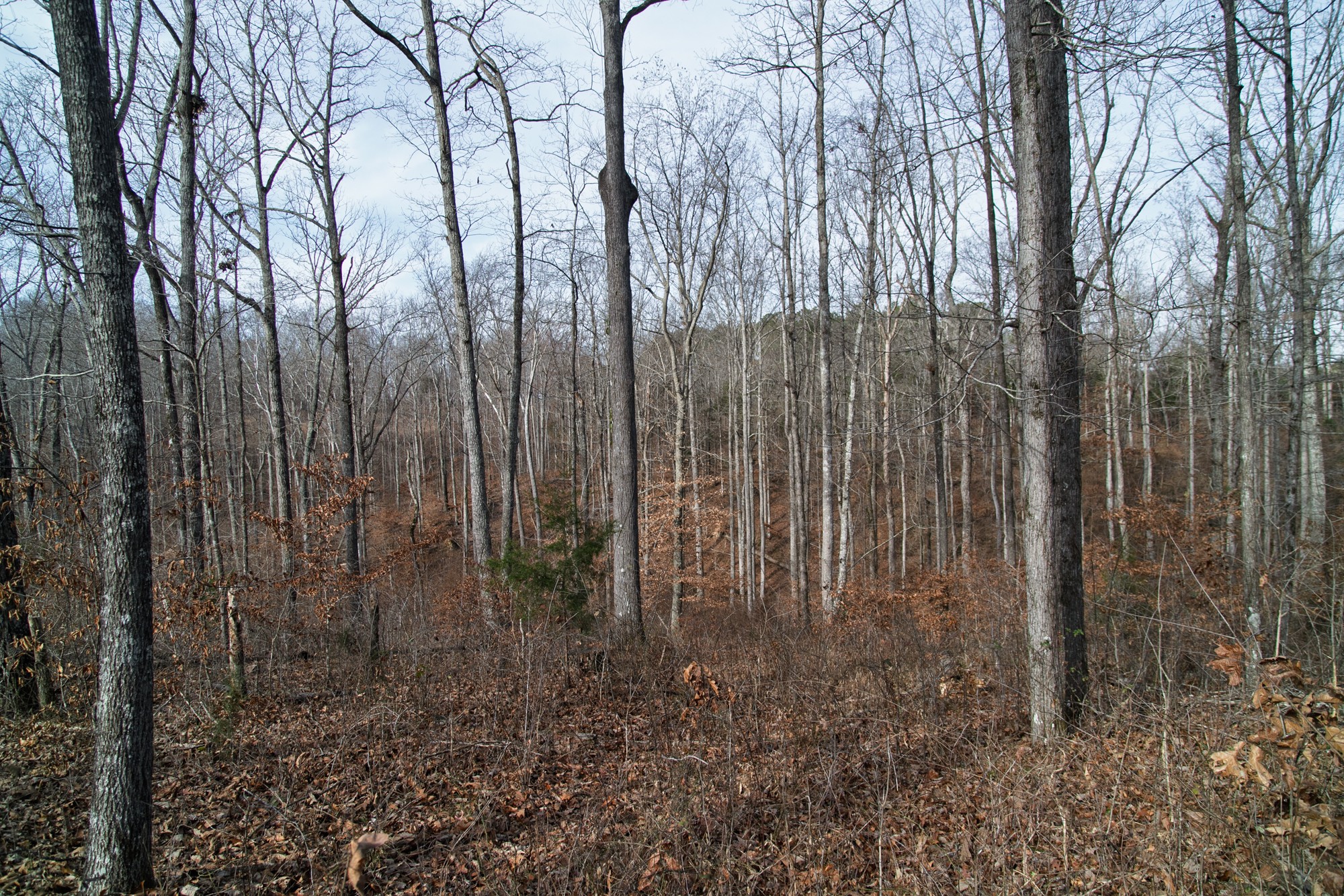 10001 Davis Branch Road Bon Aqua, TN 37025 - Photo 27 of 38 a view of lots of trees