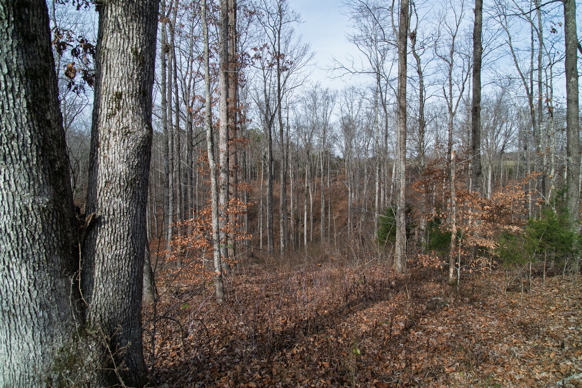 10001 Davis Branch Road Bon Aqua, TN 37025 - Photo 28 of 38 a view of backyard with green space