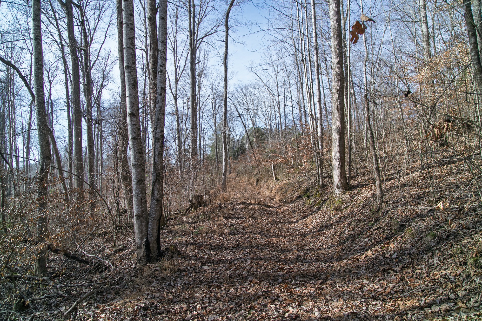 10001 Davis Branch Road Bon Aqua, TN 37025 - Photo 29 of 38 a view of a backyard of the house