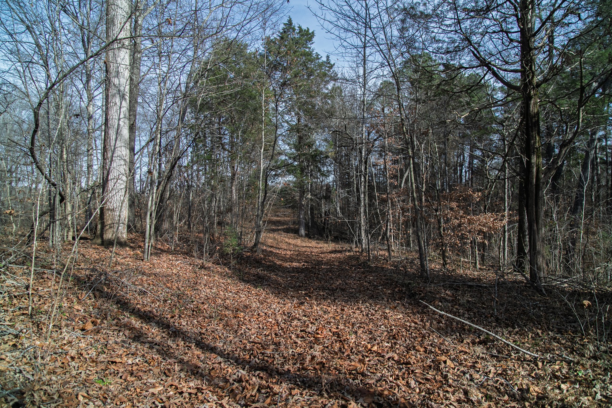 10001 Davis Branch Road Bon Aqua, TN 37025 - Photo 30 of 38 a view of a yard with trees