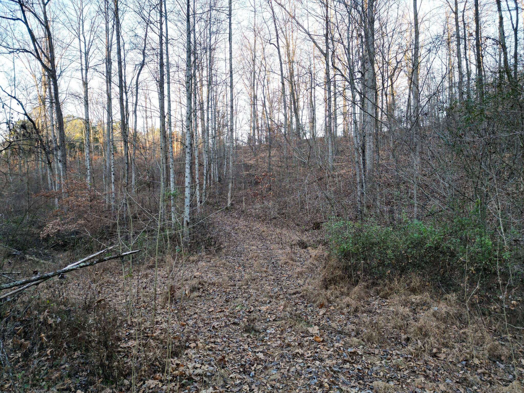 10001 Davis Branch Road Bon Aqua, TN 37025 - Photo 31 of 38 a view of a forest with trees in the background