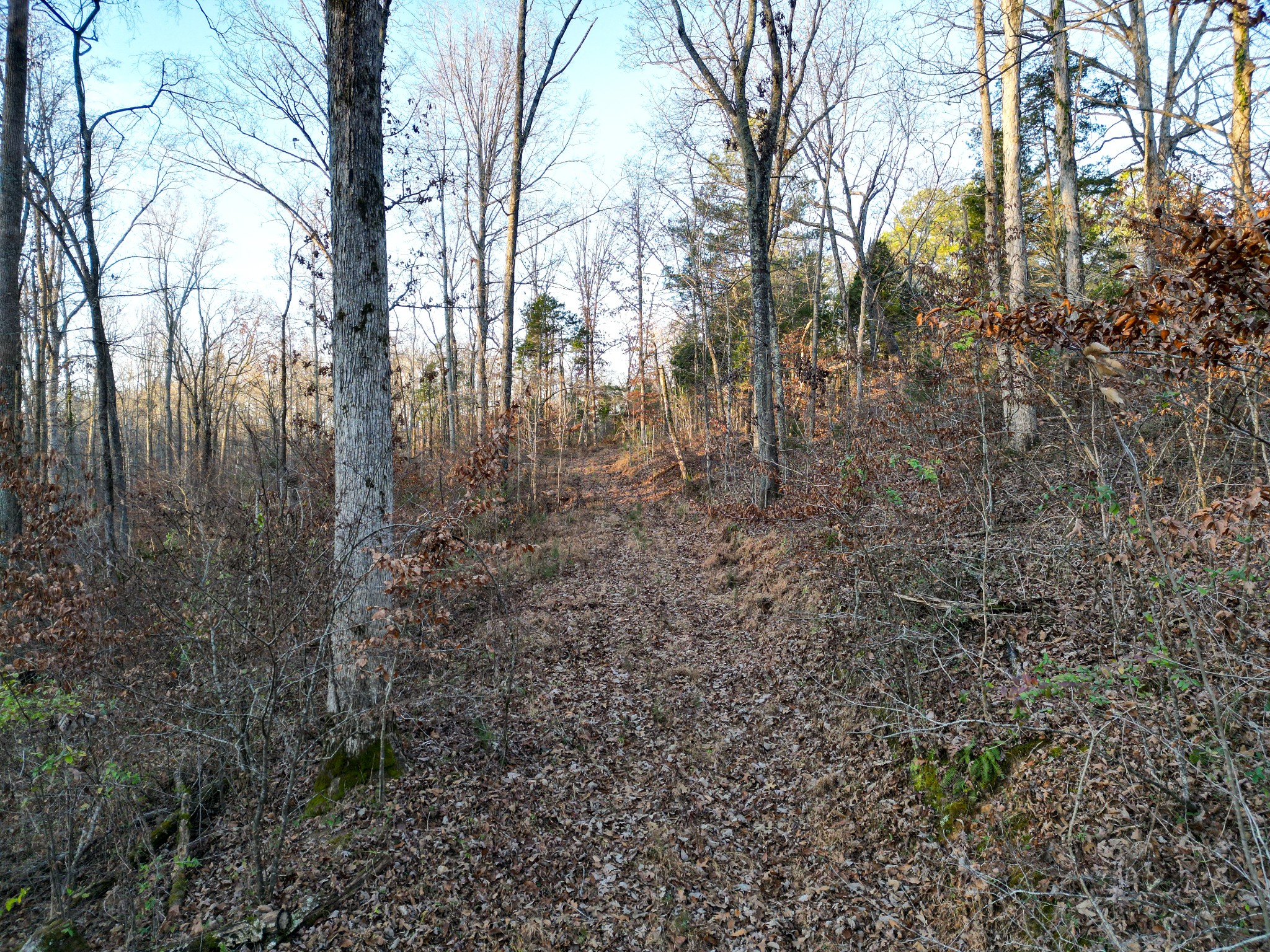 10001 Davis Branch Road Bon Aqua, TN 37025 - Photo 32 of 38 a view of a yard with trees