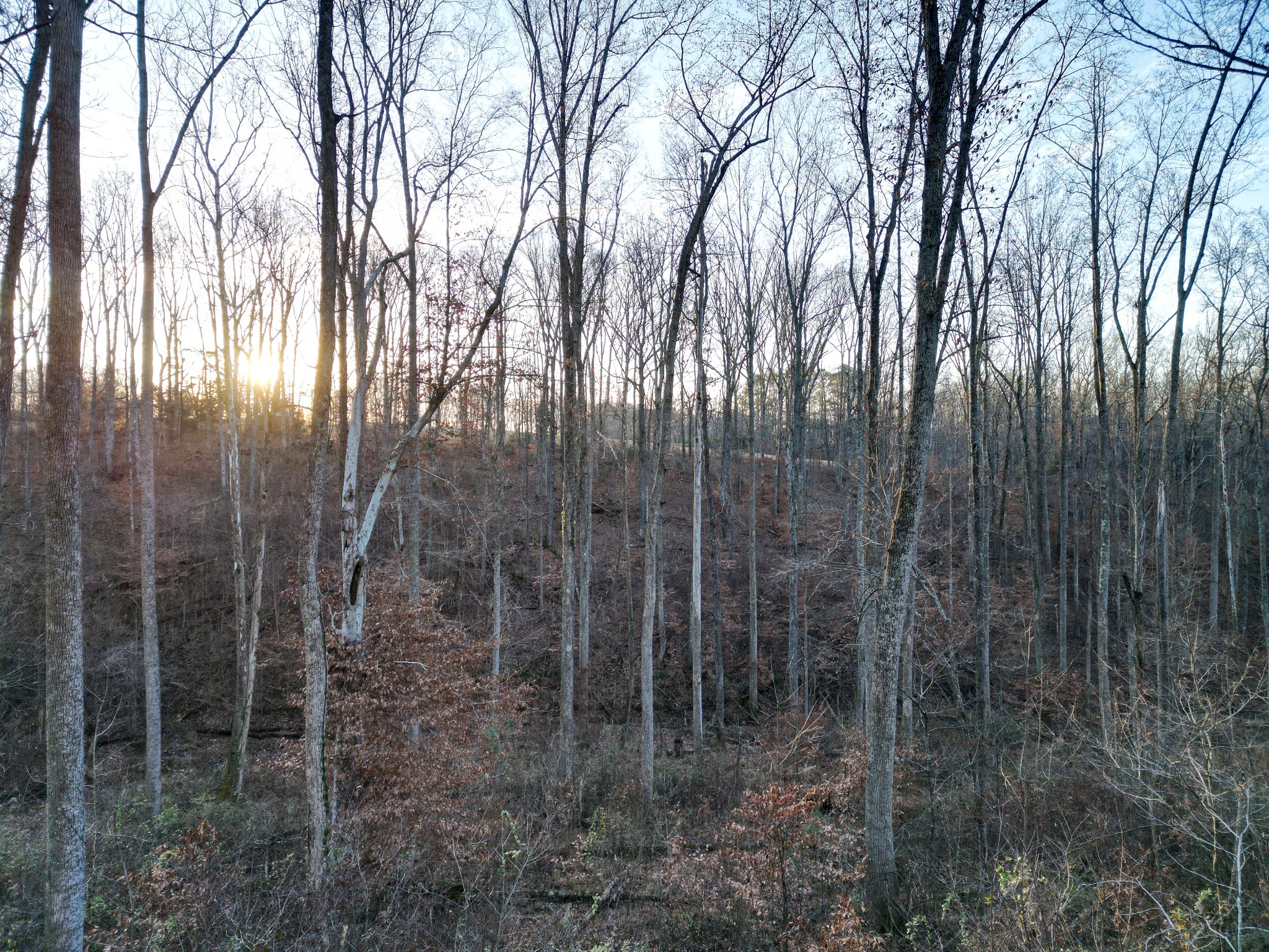 10001 Davis Branch Road Bon Aqua, TN 37025 - Photo 33 of 38 a backyard of a house with lots of trees