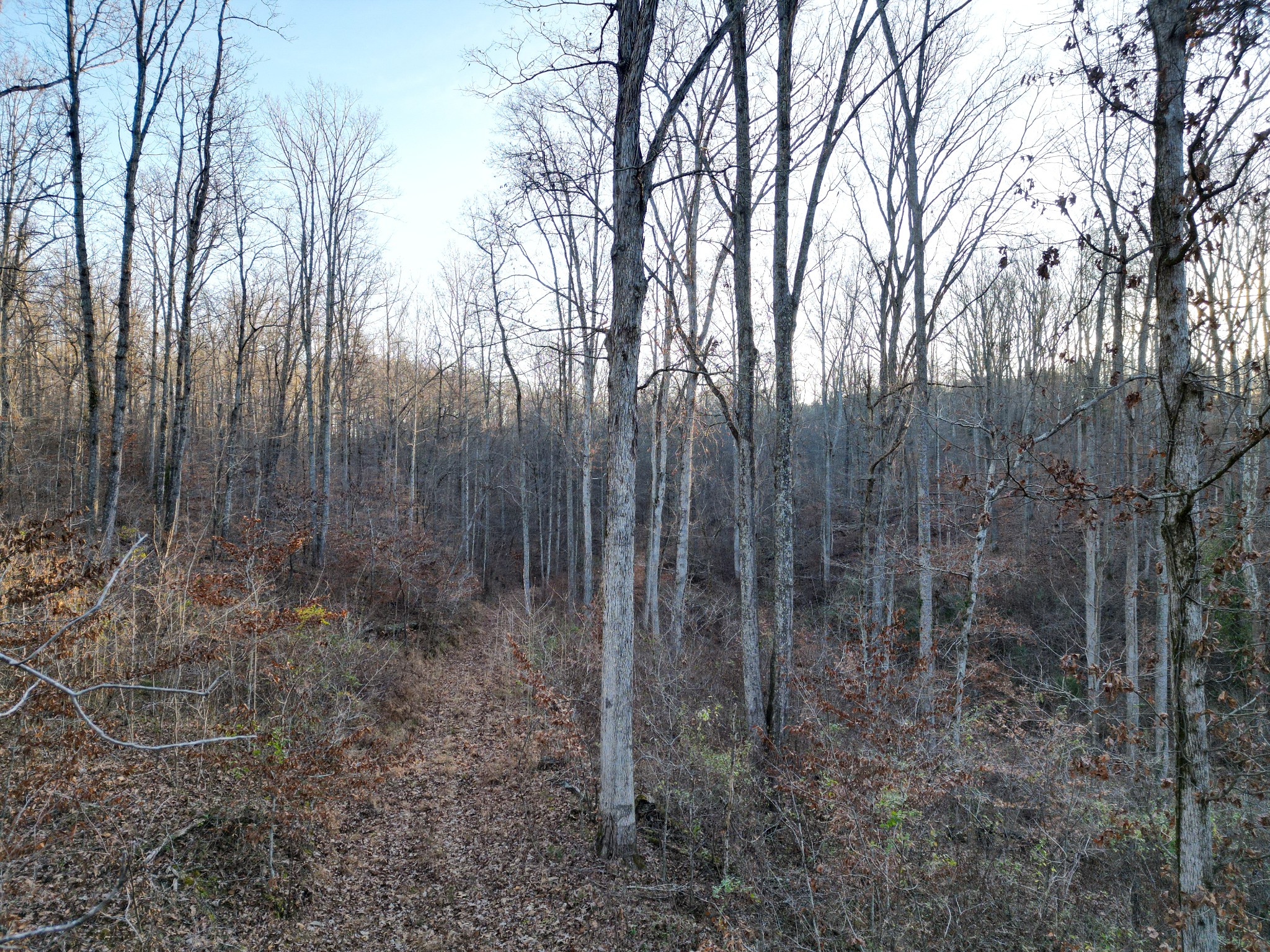 10001 Davis Branch Road Bon Aqua, TN 37025 - Photo 34 of 38 a view of a forest with large trees