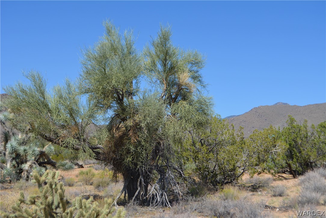 8 South Gold Mine Road Yucca, AZ 86438 - Photo 27 of 42 Gallery Image 27