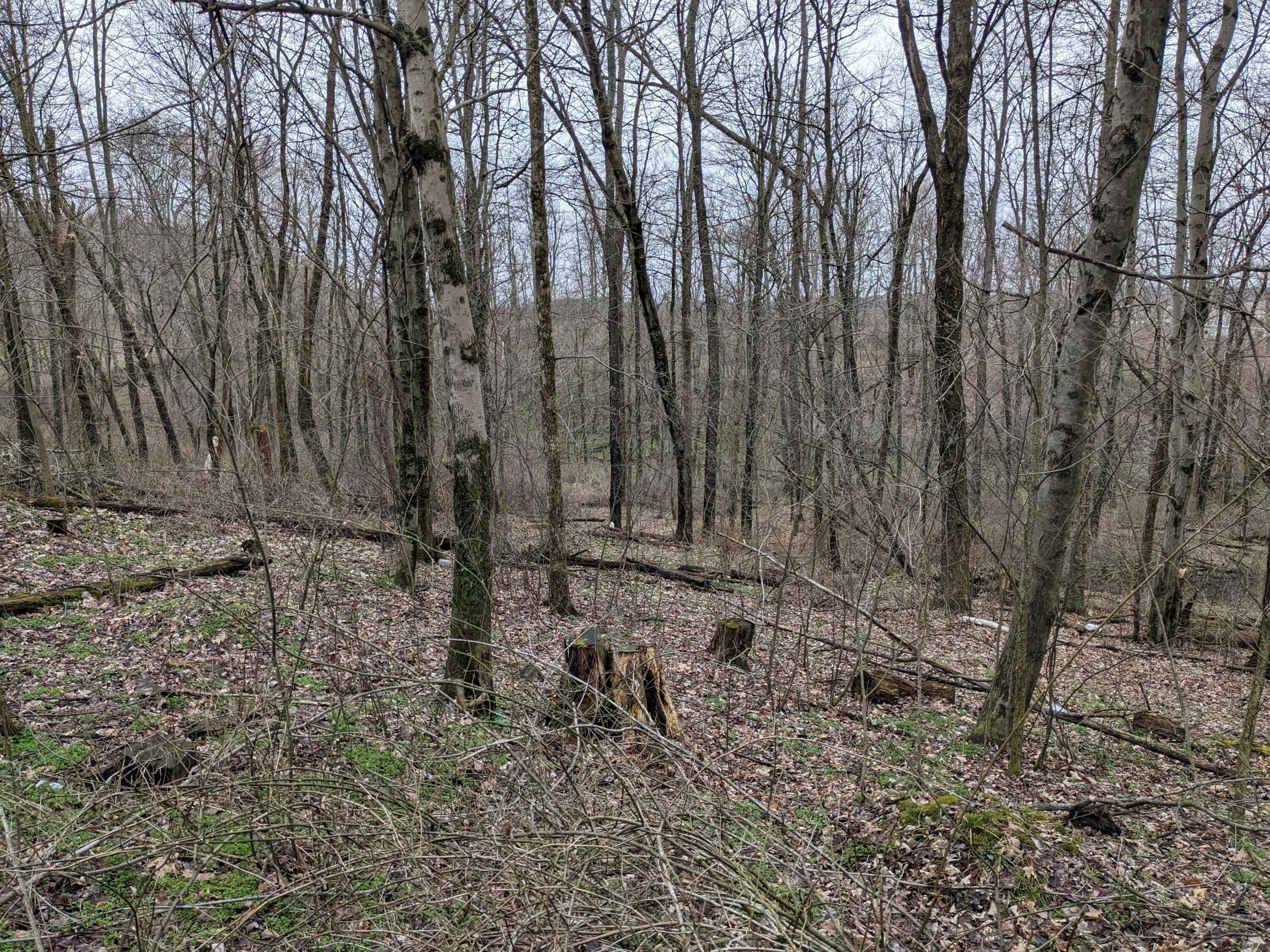 25140 Weber Road Howard, OH 43028 - Photo 7 of 22 7