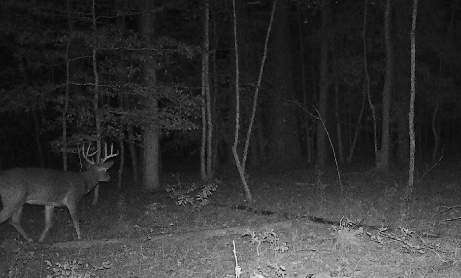 11.770 Daugherty Road Onancock, VA 23417 - Photo 12 of 13
