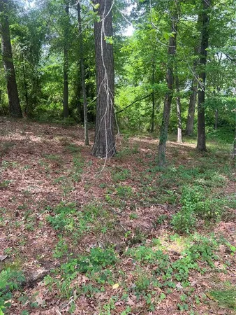 a view of a forest with trees in the background