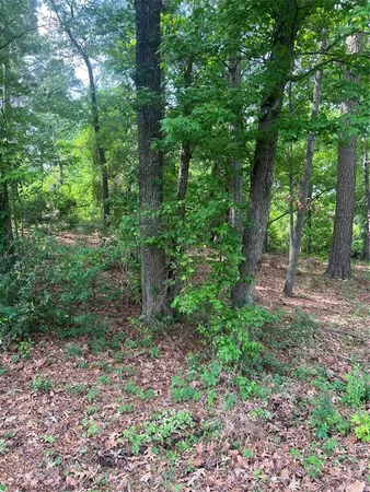 a view of a forest with trees in the background