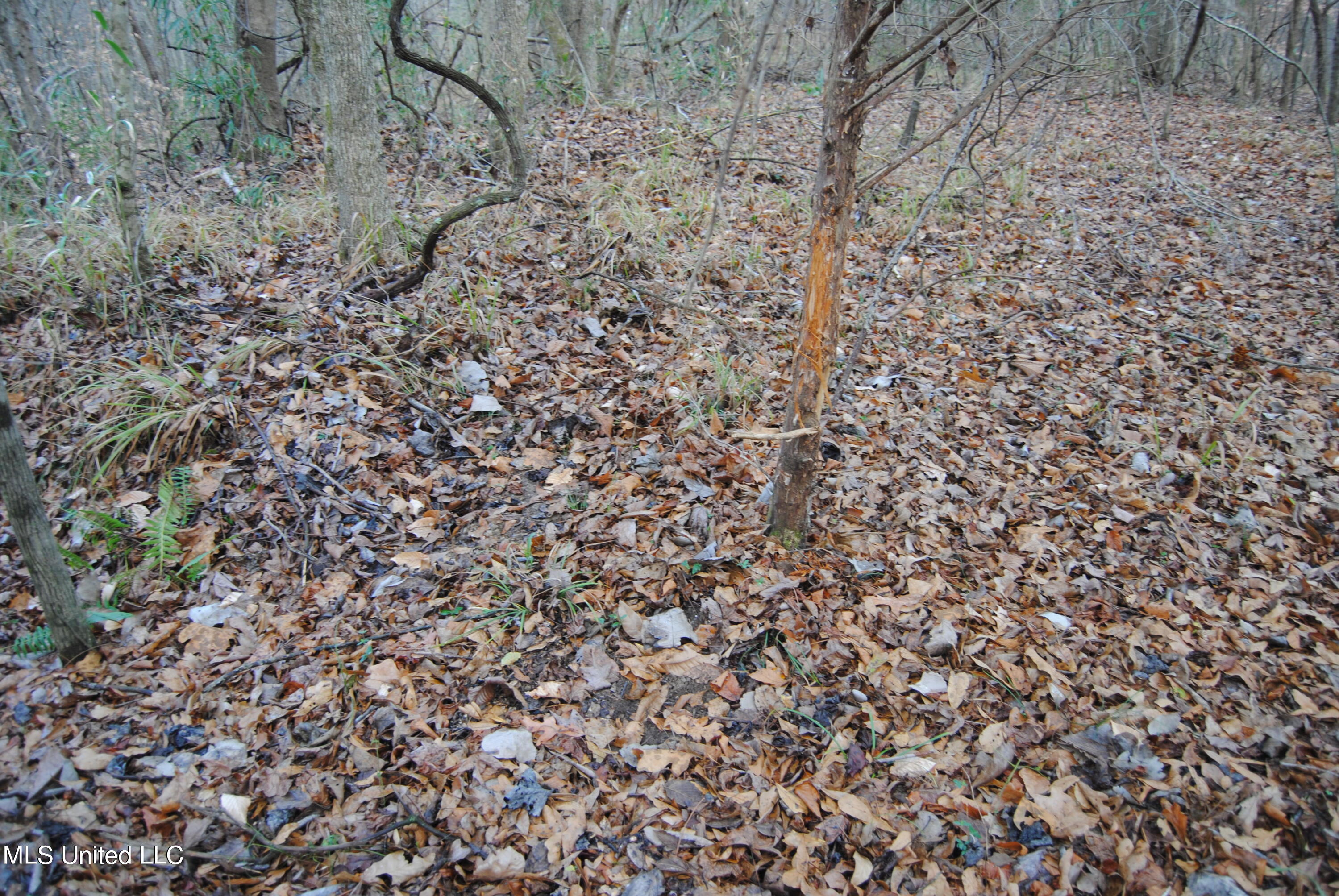 Waller Road Yazoo City, MS 39194 - Photo 4 of 7 Harrison 3