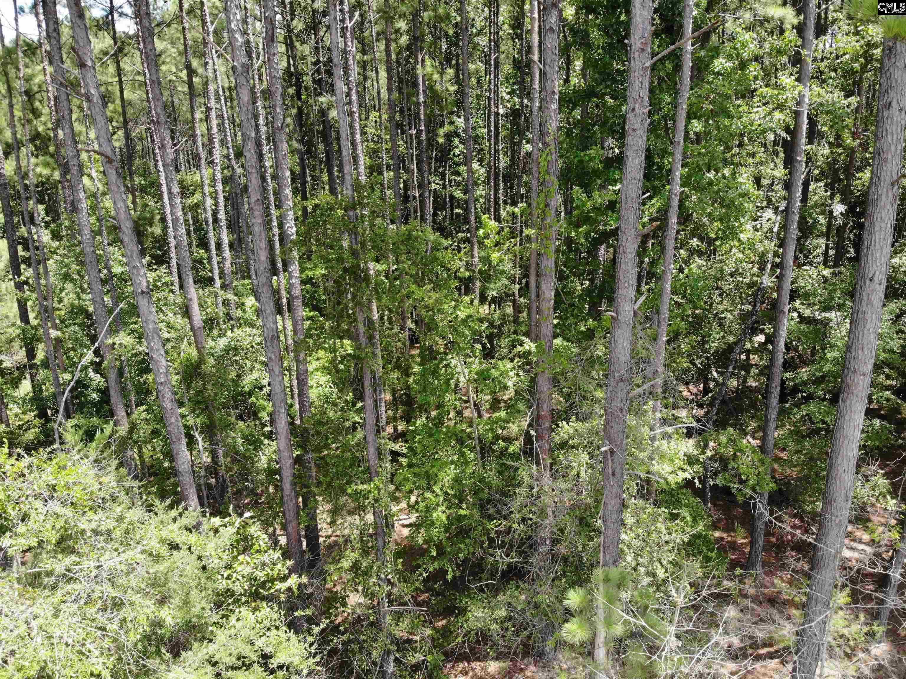 Lot 103 Pineland Road Chappells, SC 29037 - Photo 7 of 9