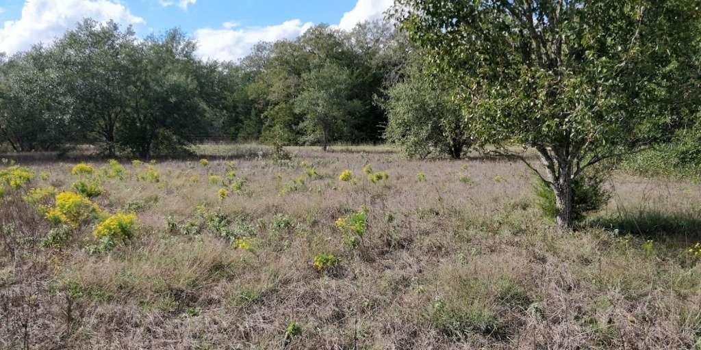 1700 Jackson Road La Grange, TX 78945 - Photo 1 of 2 a view of a yard with a tree