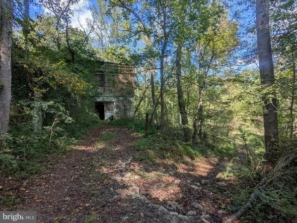 a view of a yard with plants and large trees