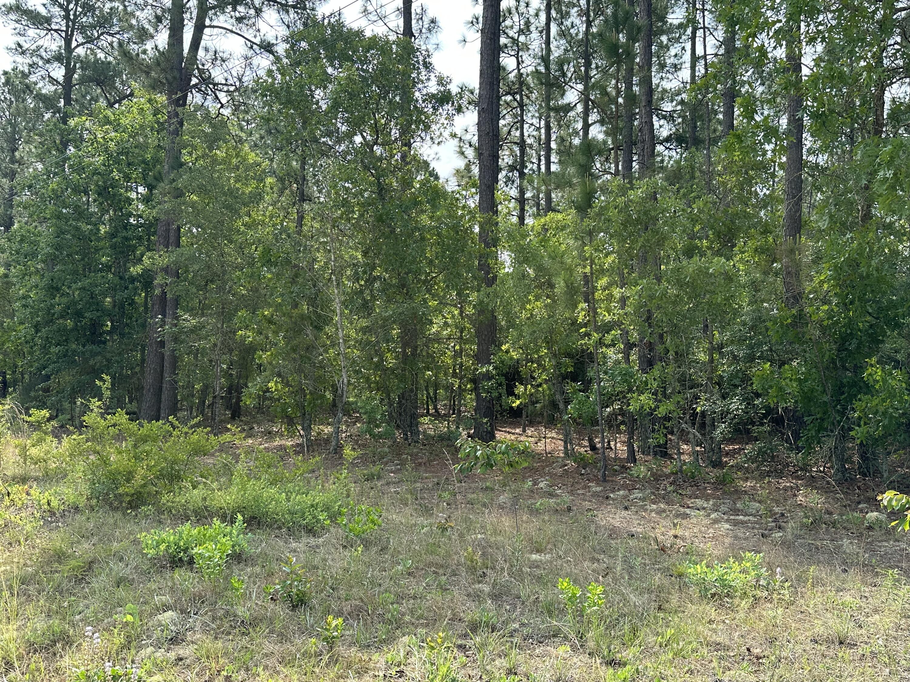 0 Webbs Pond Road Williston, SC 29853 - Photo 9 of 9