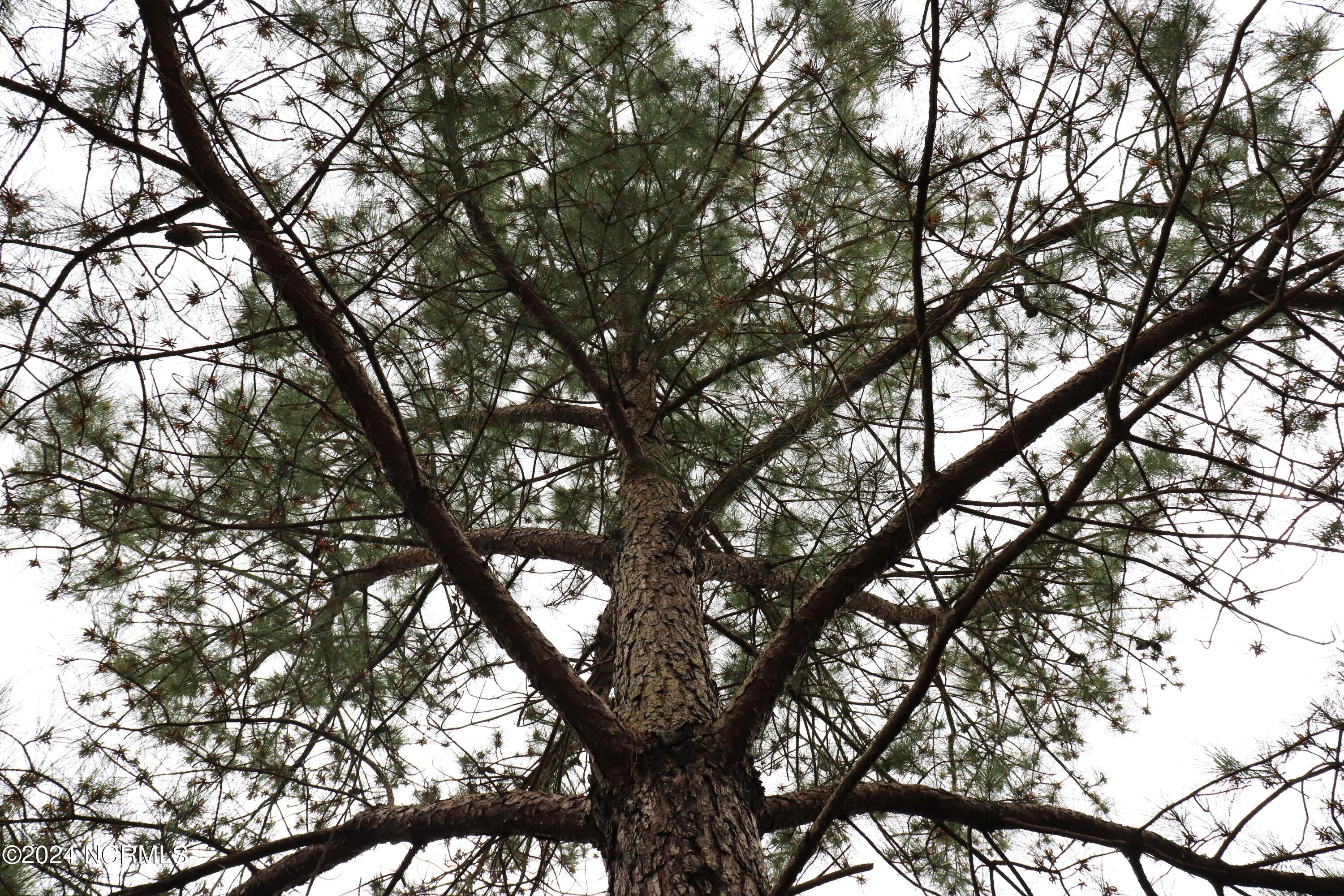 Tbd Cromartie Road Elizabethtown, NC 28337 - Photo 15 of 20 19