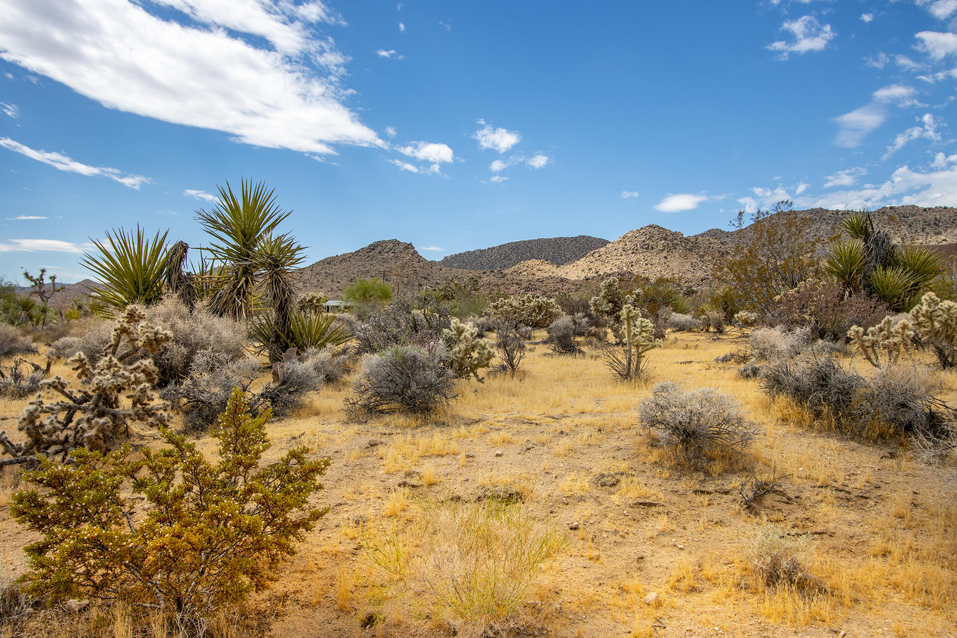 207 Onaga Trail Joshua Tree, CA 92252 - Photo 4 of 27 IMG_1888
