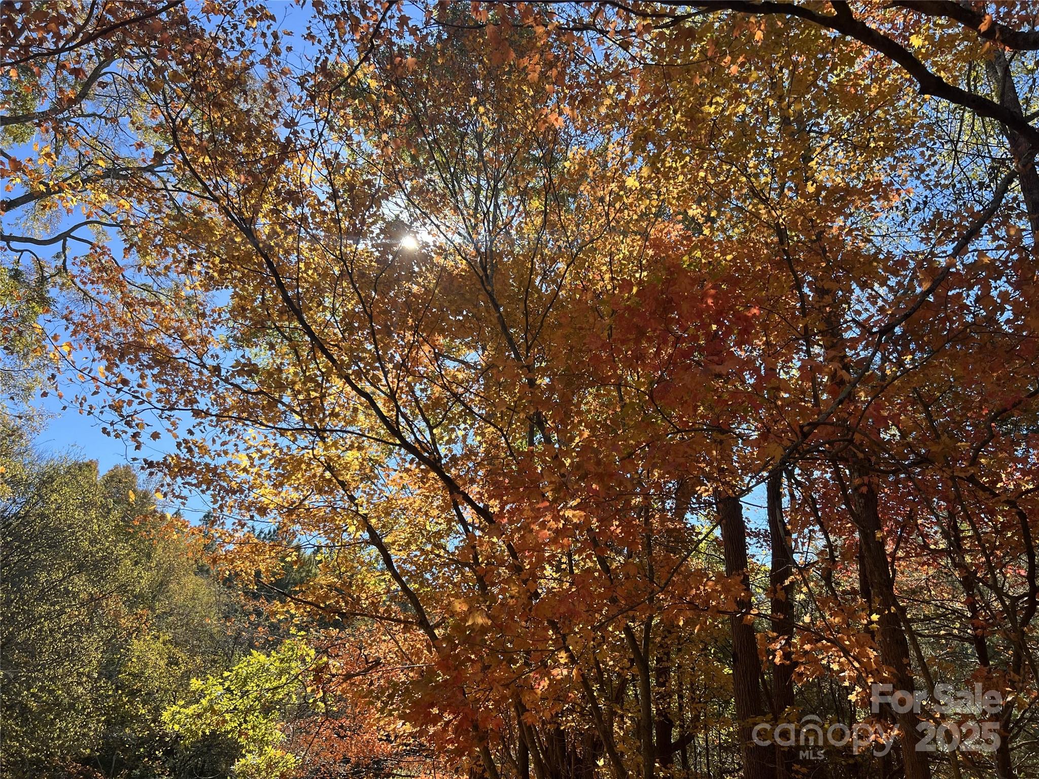 5501 Barrier Georgeville Road Mount Pleasant, NC 28124 - Photo 13 of 13 a view of tree