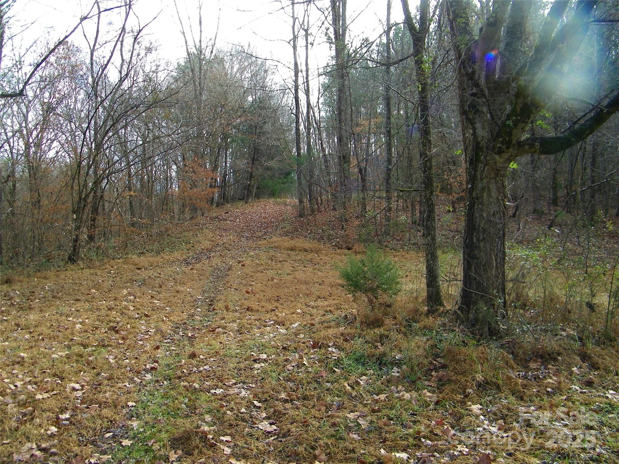 5501 Barrier Georgeville Road Mount Pleasant, NC 28124 - Photo 4 of 13 a view of a forest with trees in the background