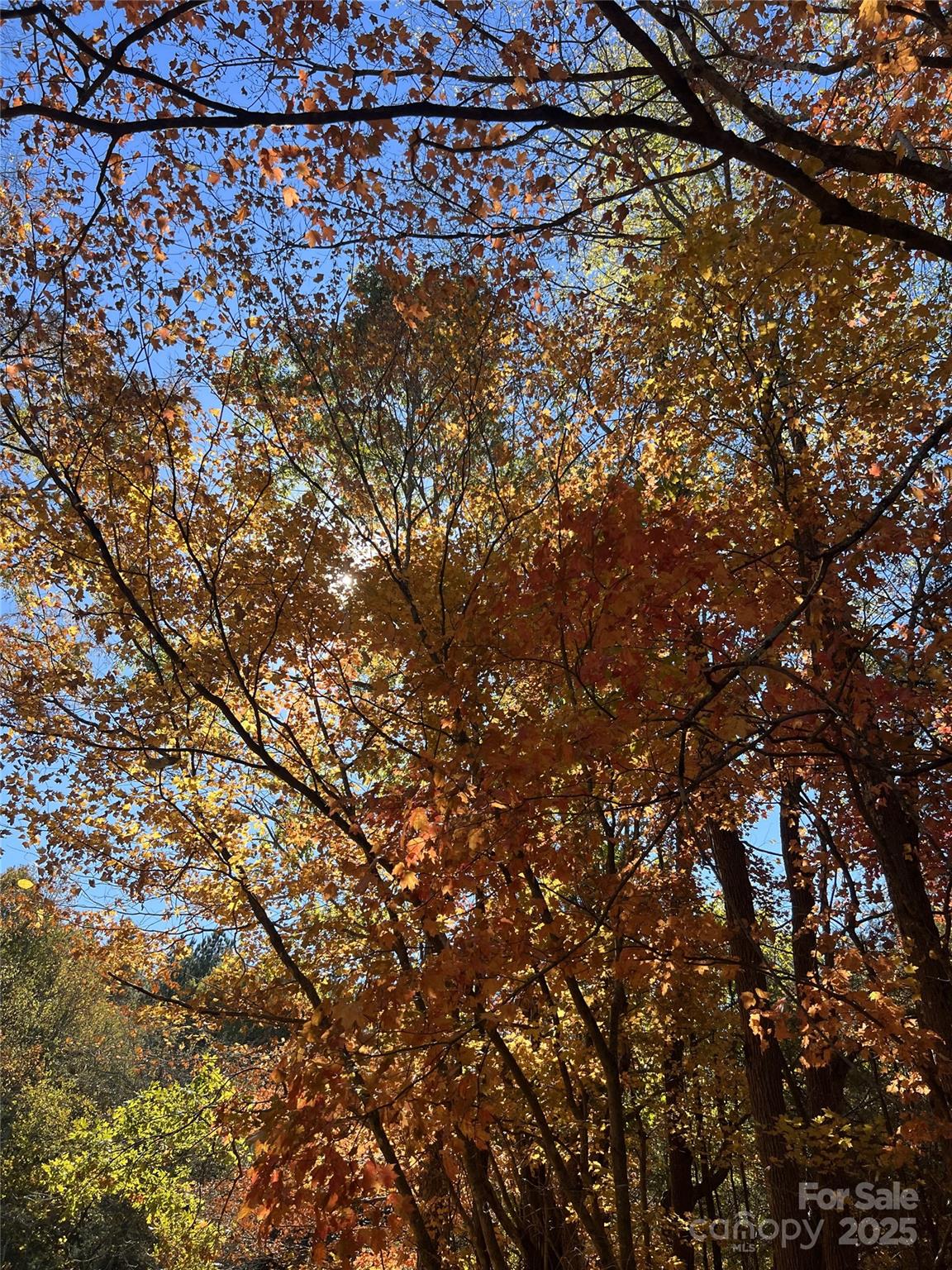 5501 Barrier Georgeville Road Mount Pleasant, NC 28124 - Photo 10 of 13 a view of a tree
