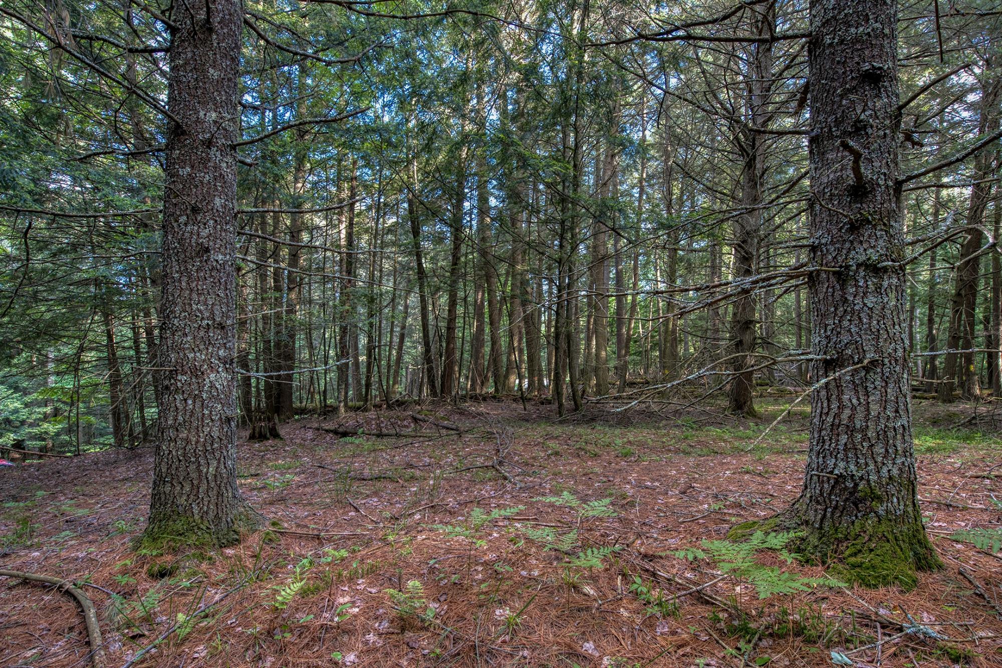 Lot 5 Fourmile Creek Road Three Lakes, WI 54562 - Photo 12 of 15 Gallery Image 12