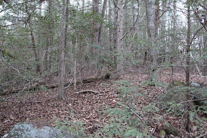 0 Parcel 058.00 Pearl Valley Road Sevierville, TN 37876 - Photo 3 of 13 a view of a forest with trees in the background