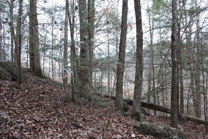 0 Parcel 058.00 Pearl Valley Road Sevierville, TN 37876 - Photo 5 of 13 a view of forest