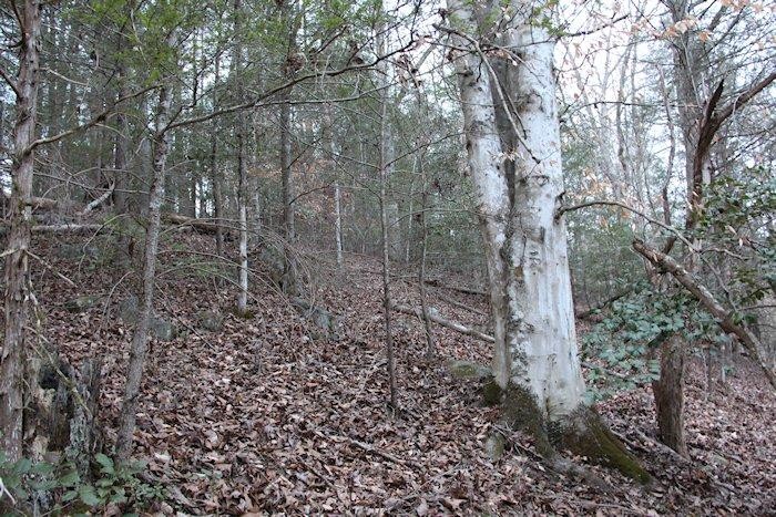 0 Parcel 058.00 Pearl Valley Road Sevierville, TN 37876 - Photo 9 of 13 a view of a yard with large trees