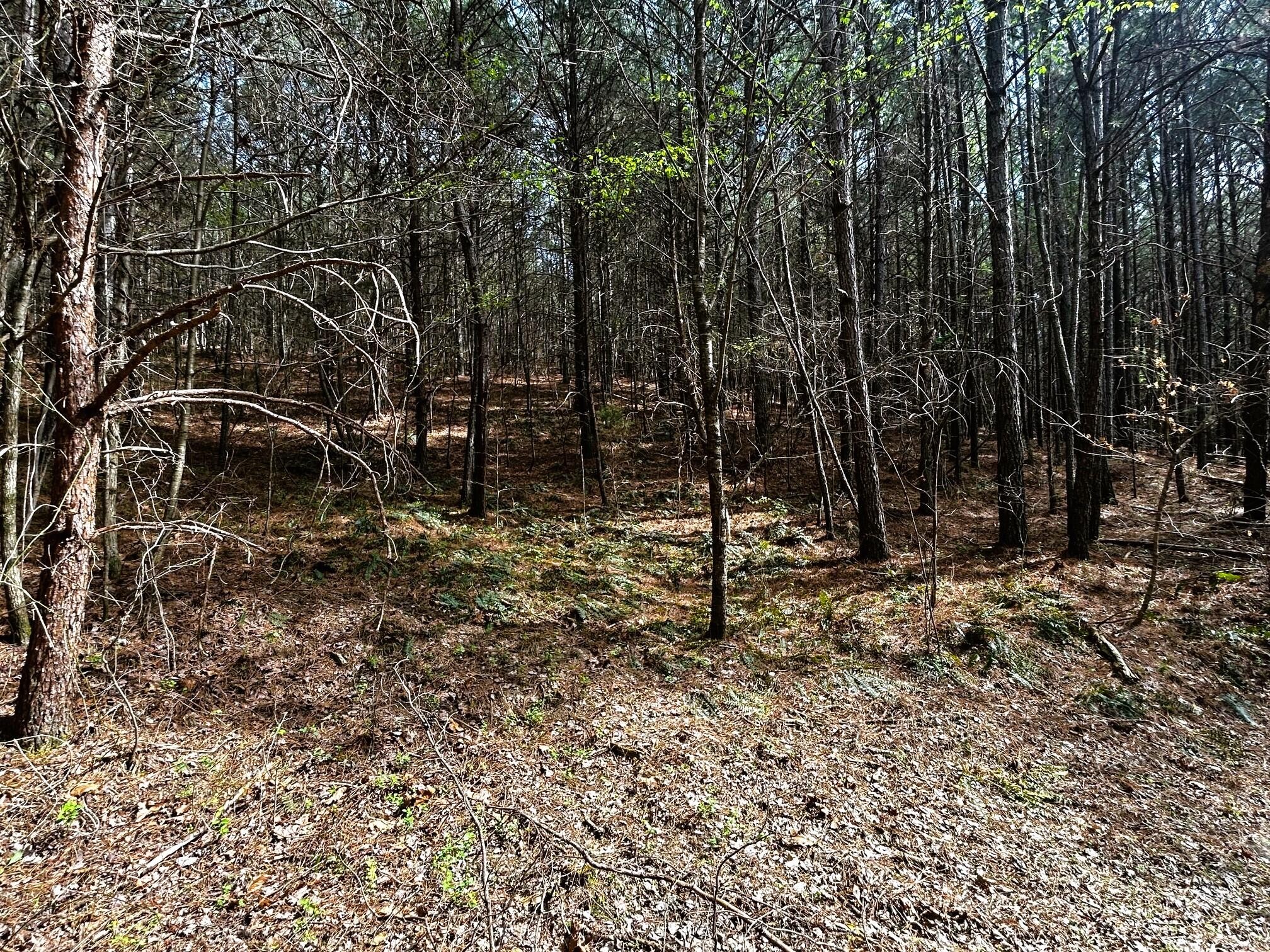 7 Southwest Owl Hollow Road McDonald, TN 37353 - Photo 27 of 32